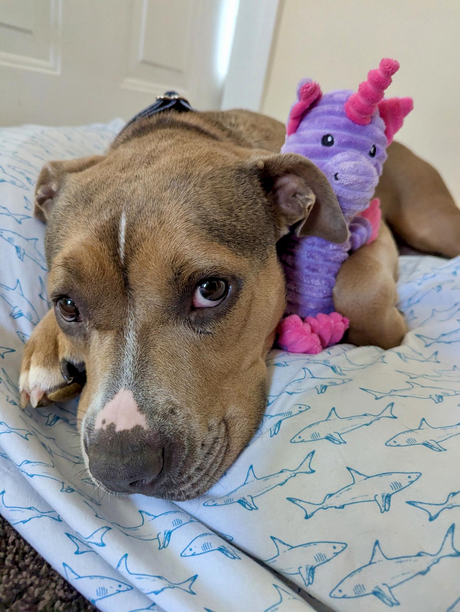 Enlarge Karma, a Adopted Mixed Breed in Valparaiso, IN image 2/5