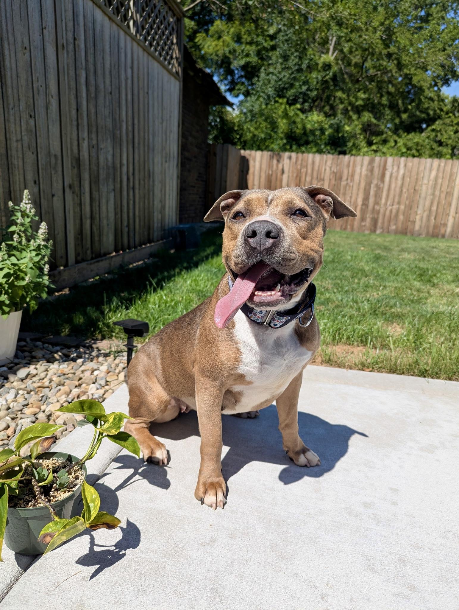 Enlarge Karma, a Adopted Mixed Breed in Valparaiso, IN image 3/5