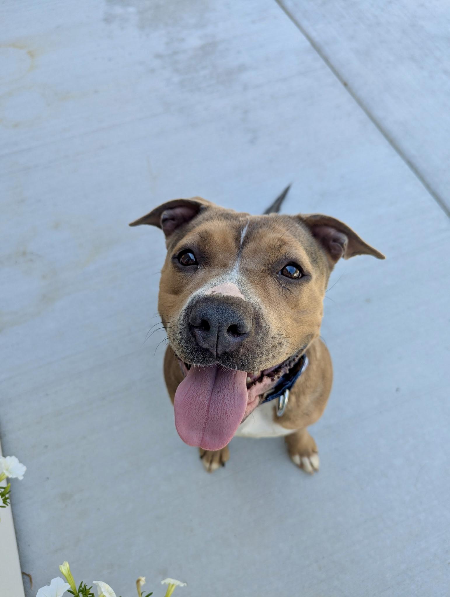 Enlarge Karma, a Adopted Mixed Breed in Valparaiso, IN image 5/5