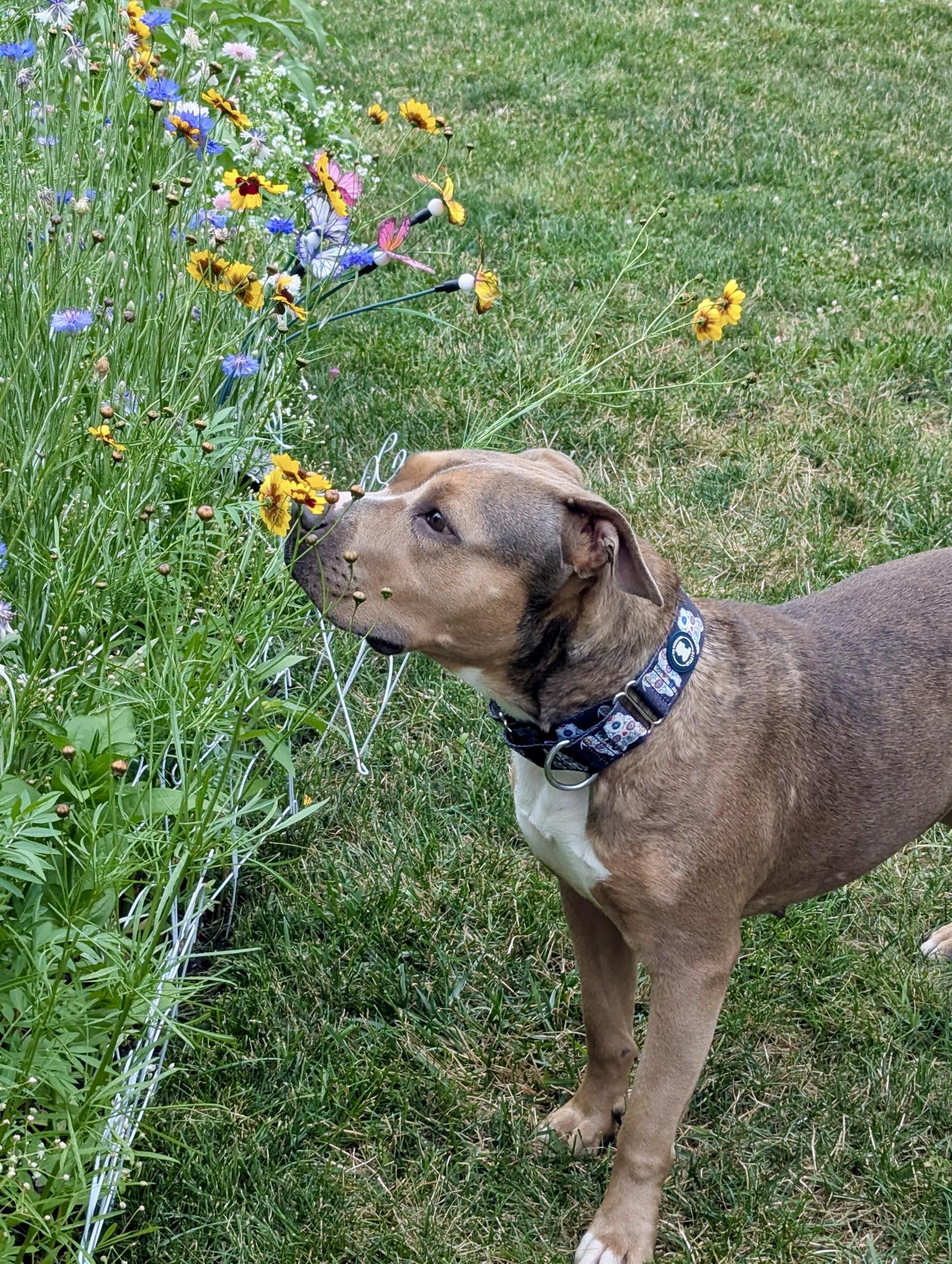 Enlarge Karma, a Adopted Mixed Breed in Valparaiso, IN image 1/5