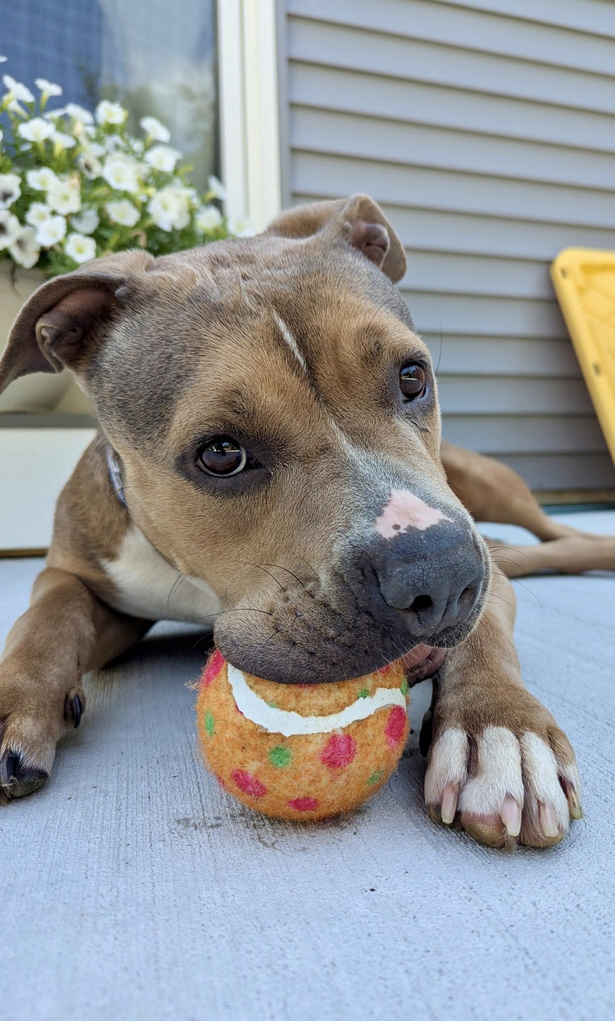 Enlarge Karma, a Adopted Mixed Breed in Valparaiso, IN image 4/5