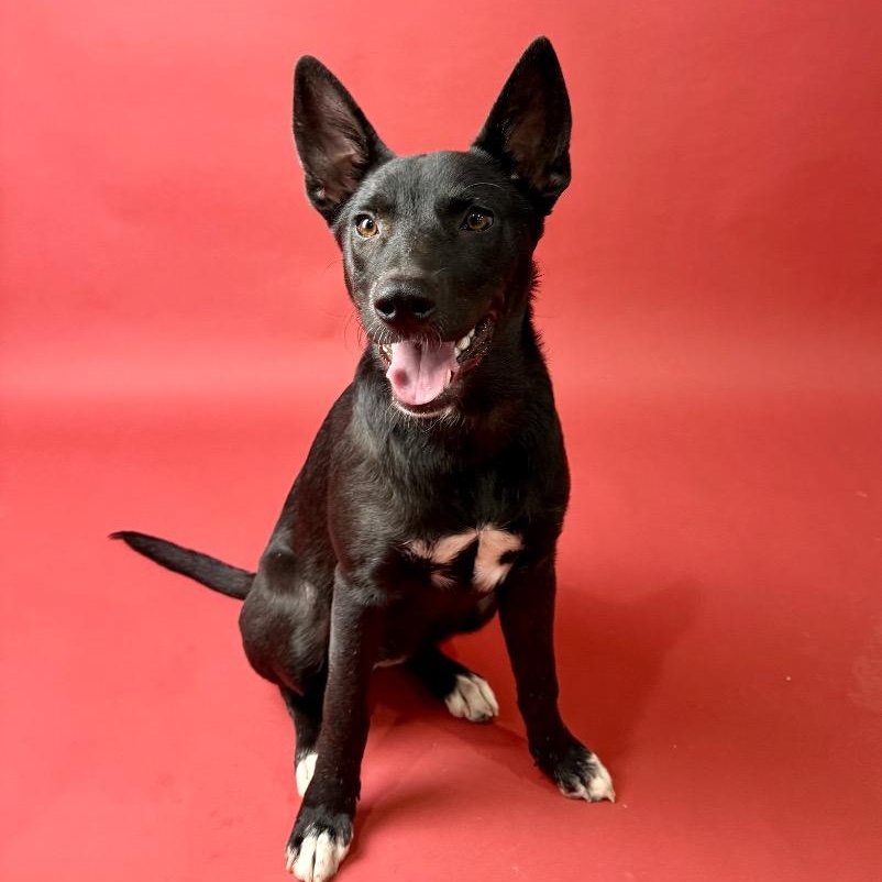 Fidget, Adoptable, Young Female Mixed Breed & Pit Bull Terrier.