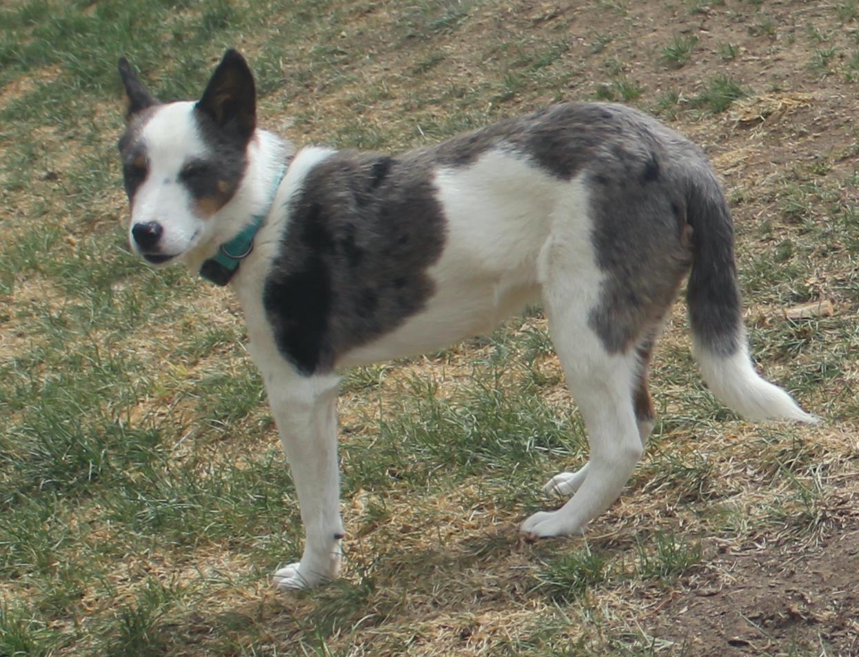 Enlarge Baca, a ADOPTABLE Australian Cattle Dog / Blue Heeler in Denver, CO image 5/5