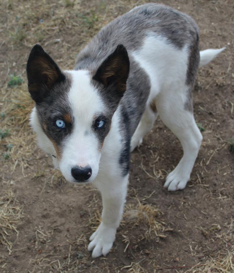 Enlarge Baca, a ADOPTABLE Australian Cattle Dog / Blue Heeler in Denver, CO image 2/5