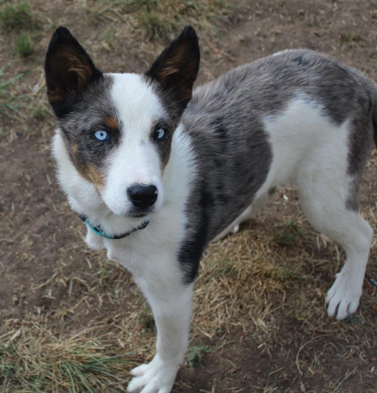 Enlarge Baca, a ADOPTABLE Australian Cattle Dog / Blue Heeler in Denver, CO image 4/5