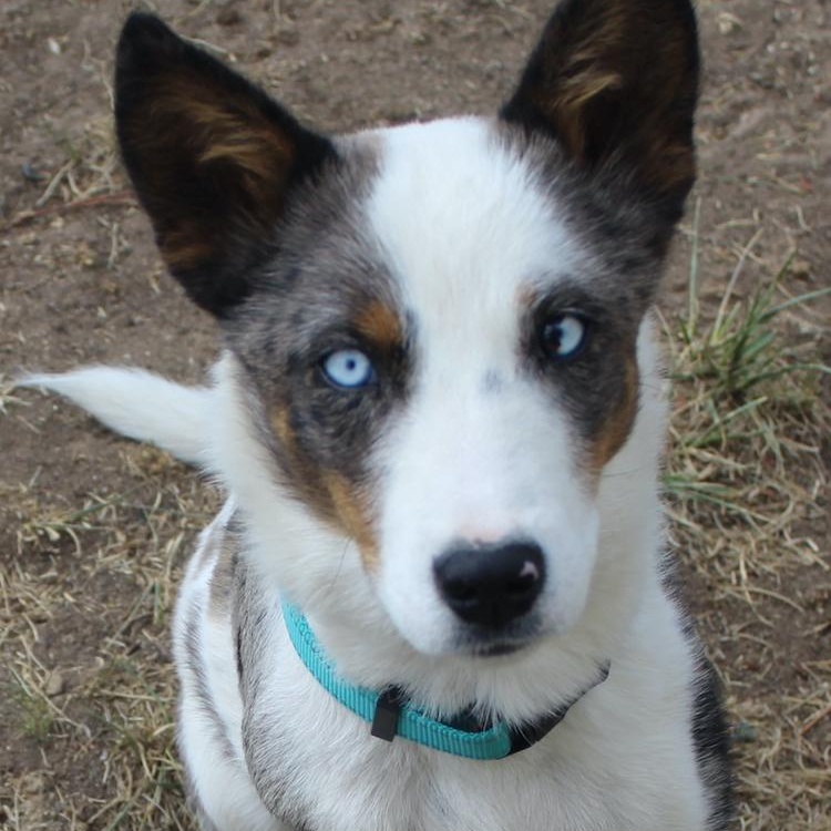 Enlarge Baca, a ADOPTABLE Australian Cattle Dog / Blue Heeler in Denver, CO image 3/5