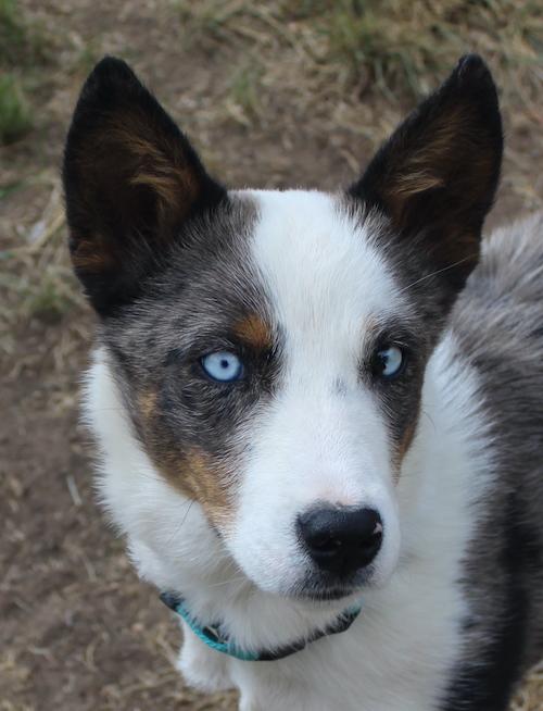 Baca, ADOPTABLE, Adult Male Australian Cattle Dog / Blue Heeler.
