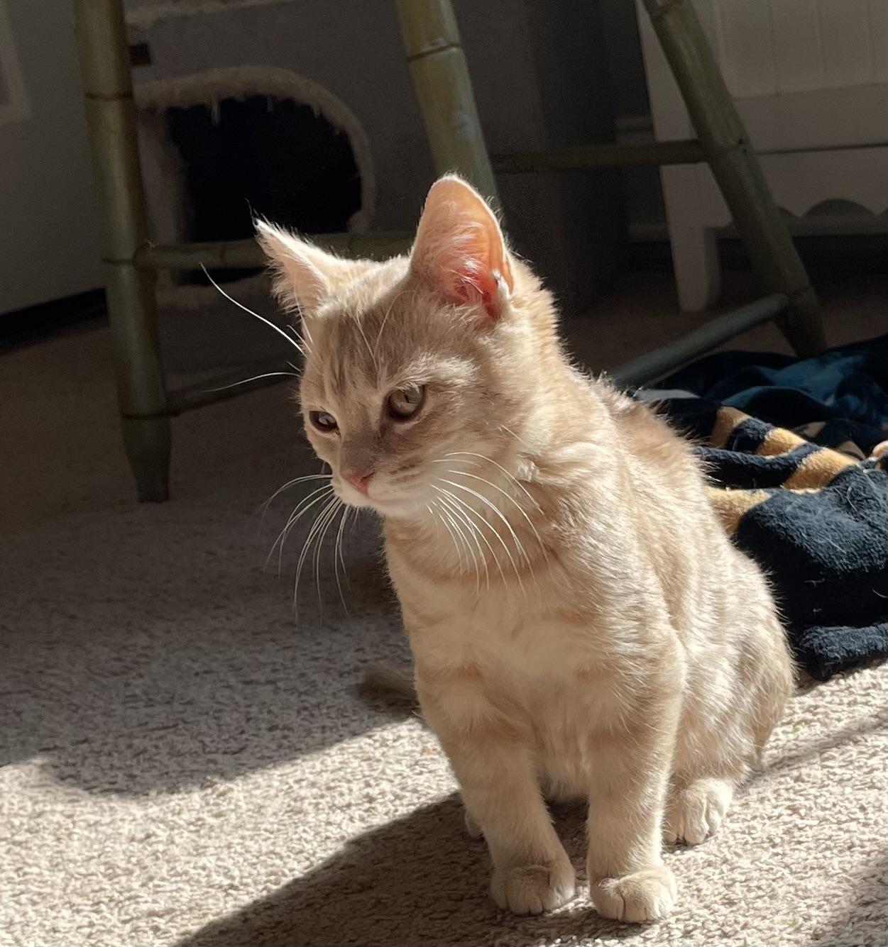 Colby Jack, Adopted, Young Male Domestic Short Hair.