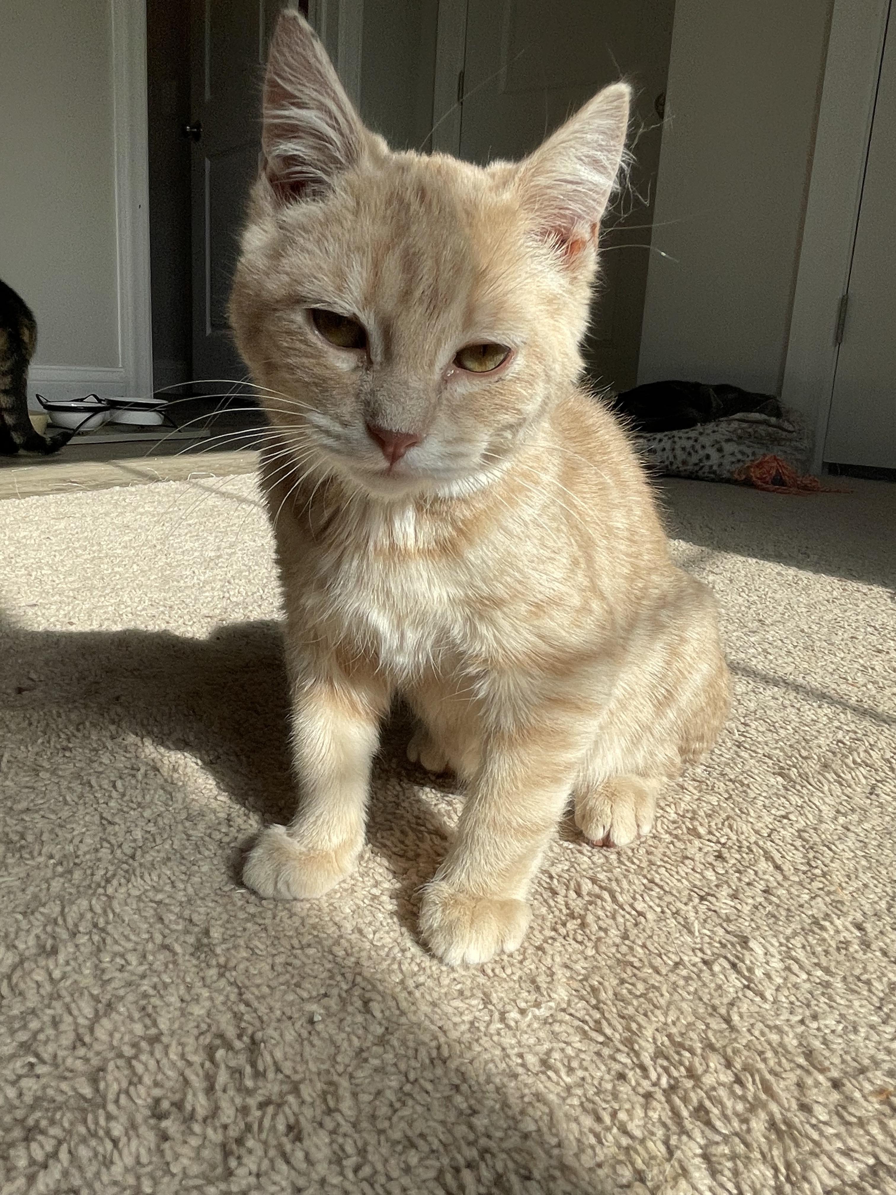 Enlarge Colby Jack, a Adopted Domestic Short Hair in lititz, PA image 2/3