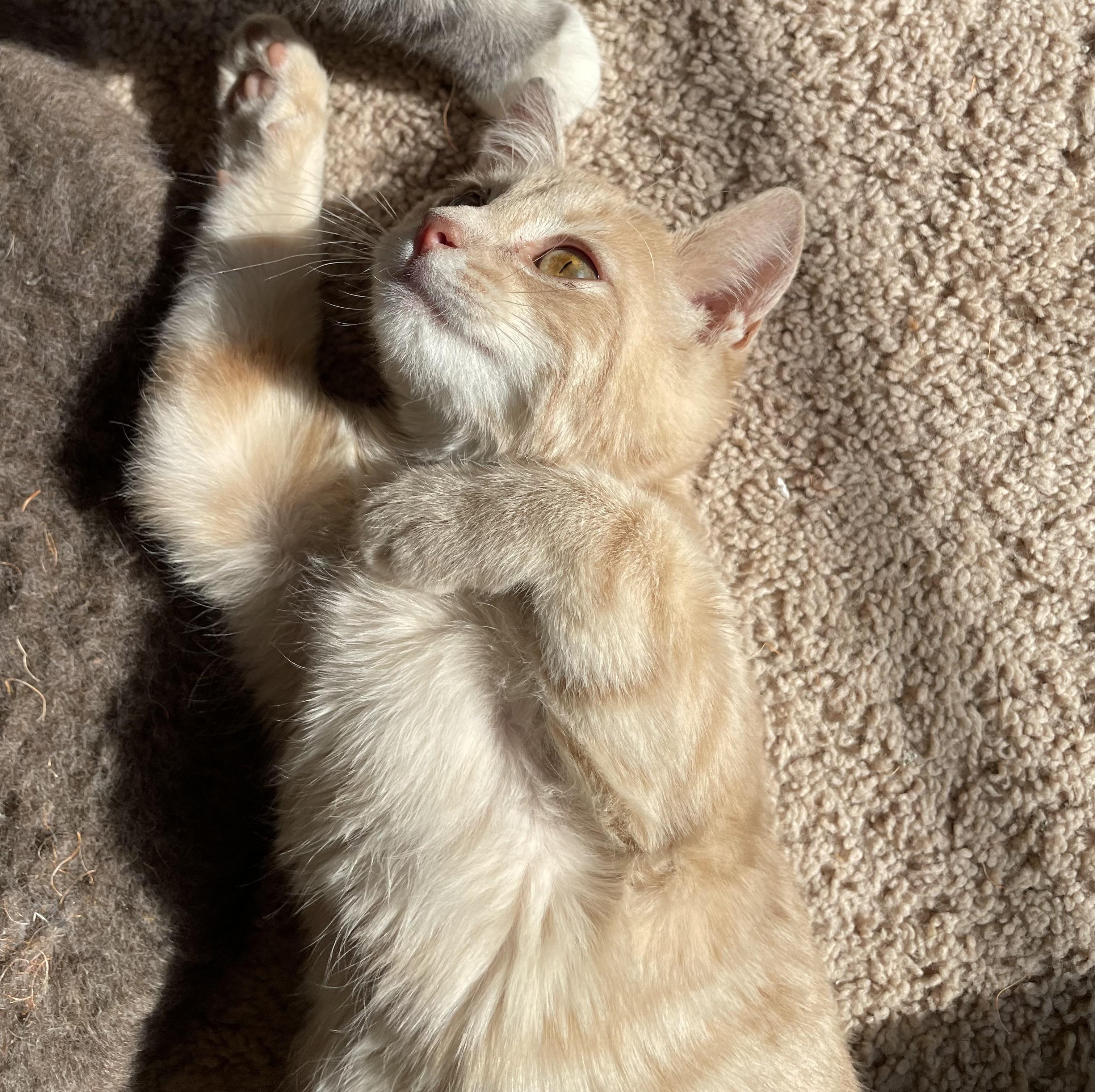 Enlarge Colby Jack, a Adopted Domestic Short Hair in lititz, PA image 3/3