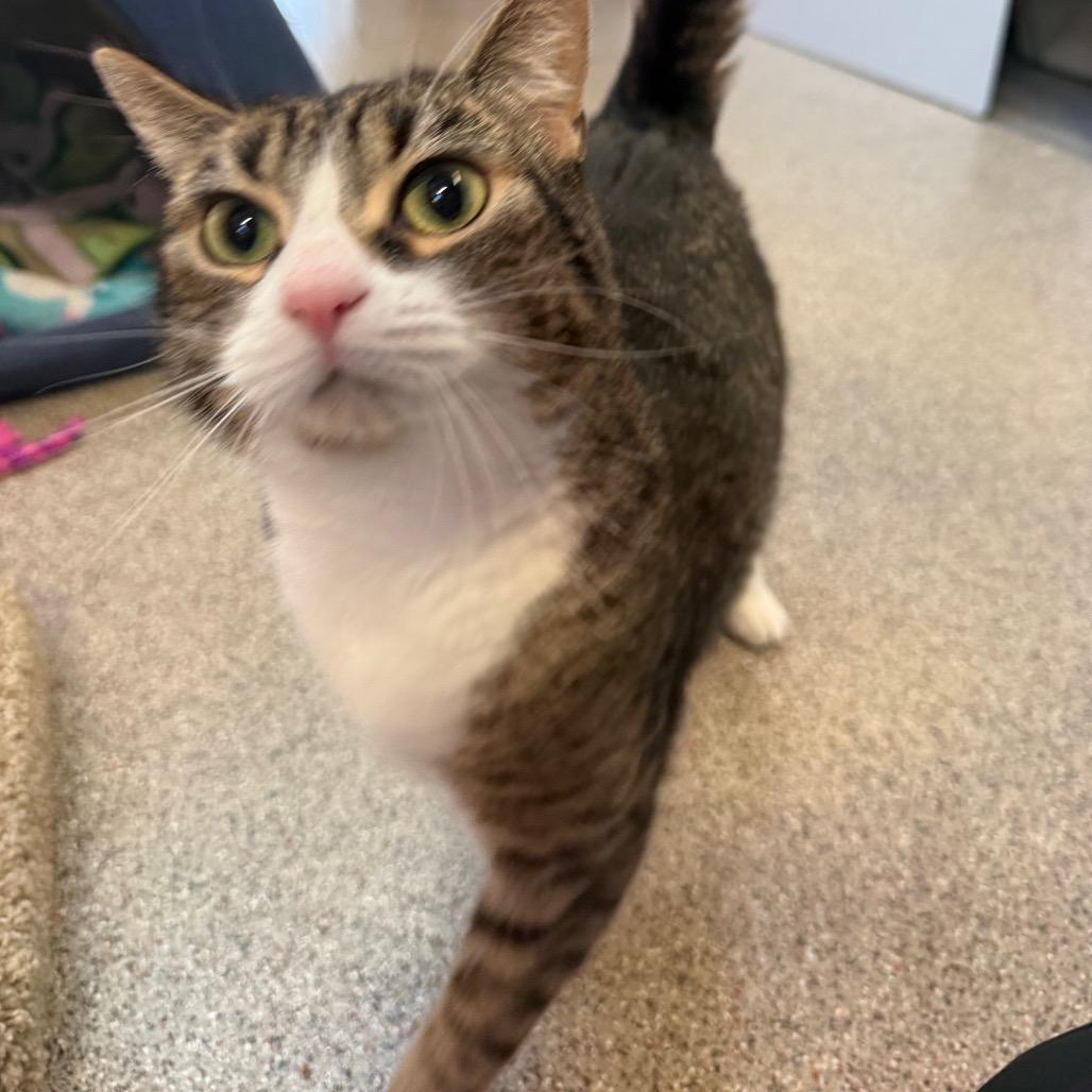 Enlarge Ivy, a Adoptable Domestic Short Hair in Sarasota, FL image 1/4