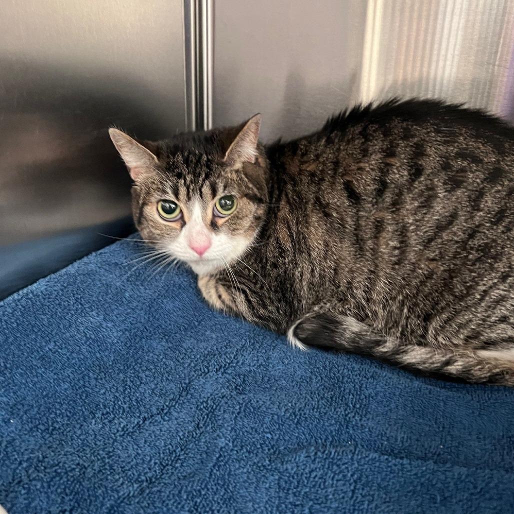 Enlarge Ivy, a Adoptable Domestic Short Hair in Sarasota, FL image 1/1