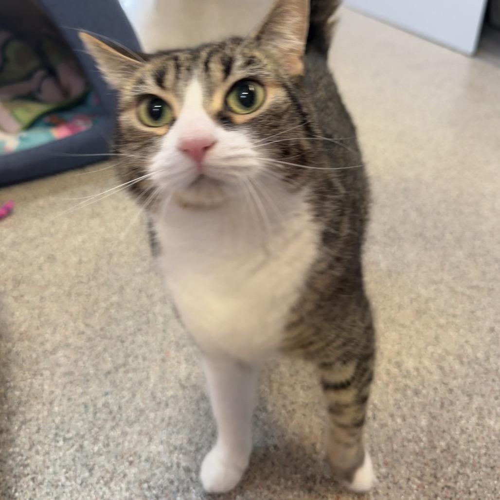 Enlarge Ivy, a Adoptable Domestic Short Hair in Sarasota, FL image 4/4