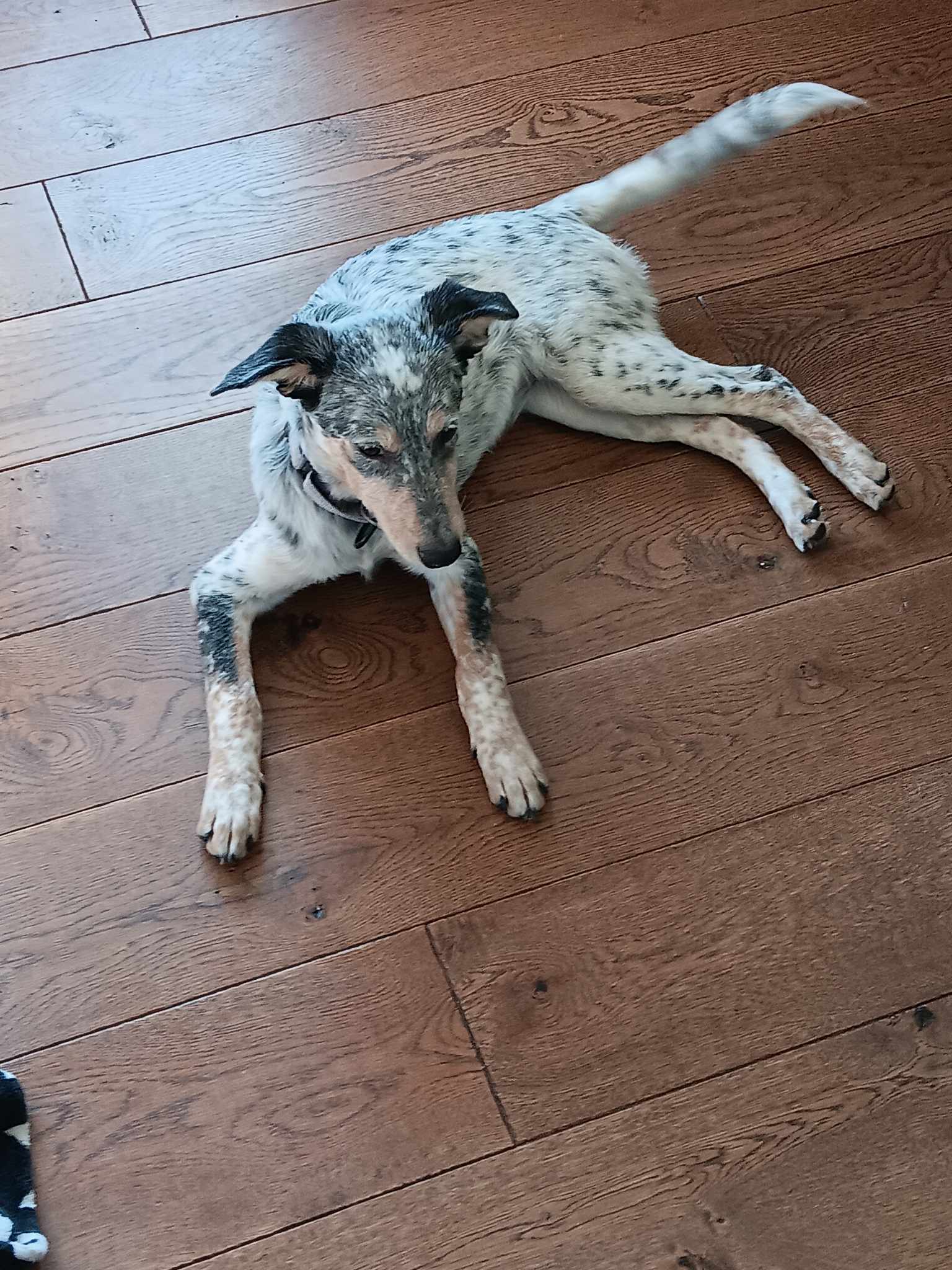 Dog for adoption Raven the Blue Heeler Puppy, an Australian Cattle