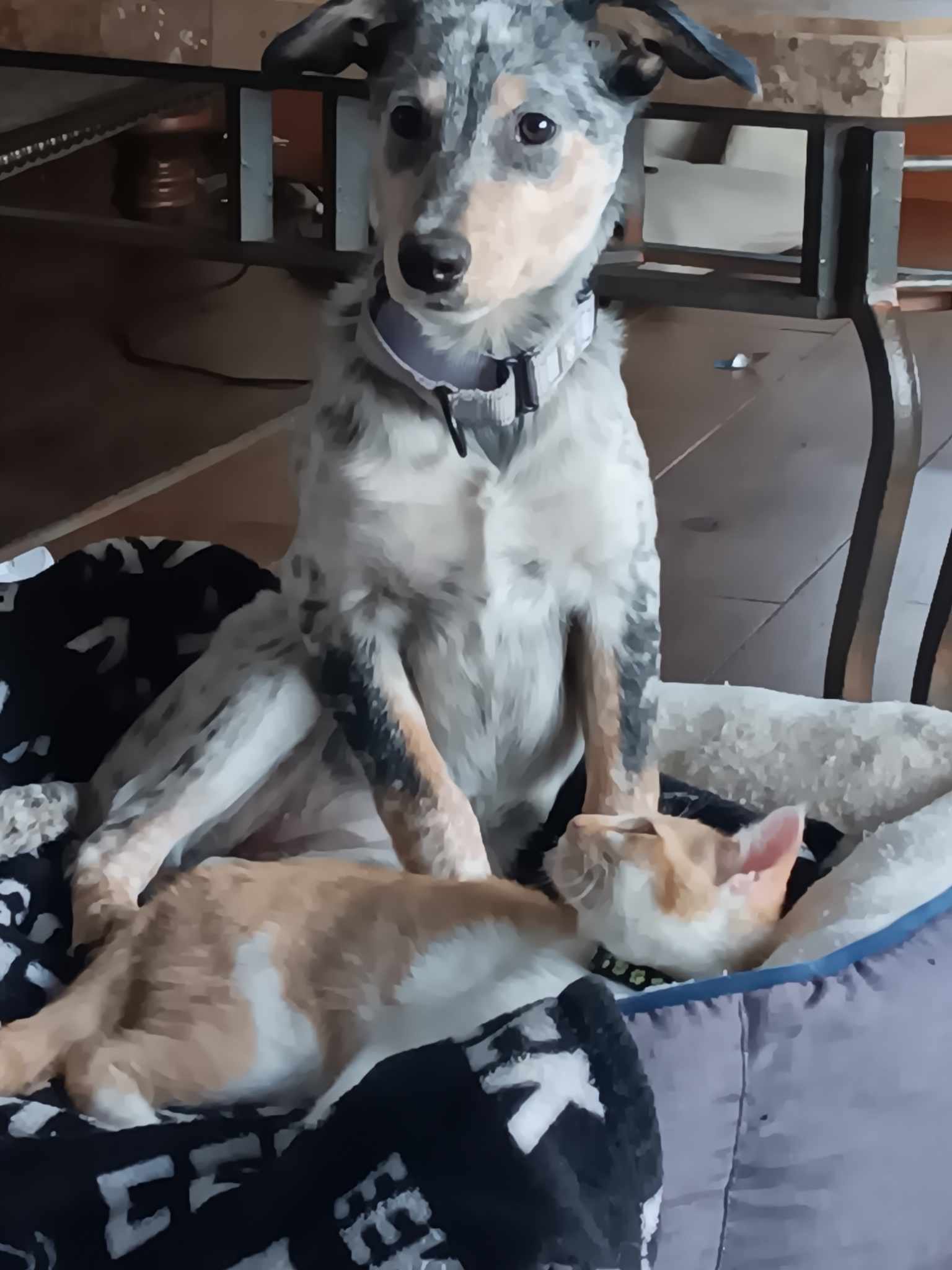 Dog for adoption Raven the Blue Heeler Puppy, an Australian Cattle