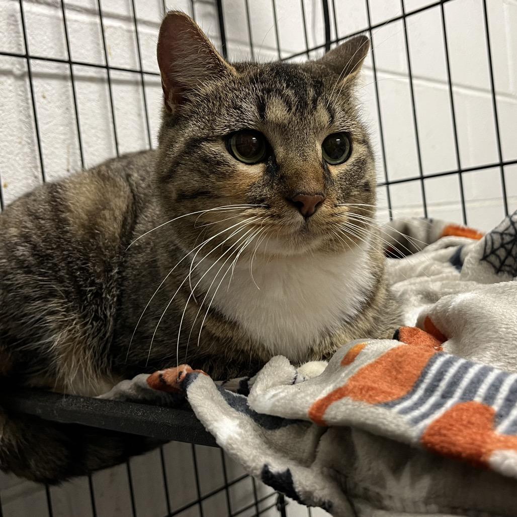 Felicity, Adoptable, Adult Female Domestic Short Hair.