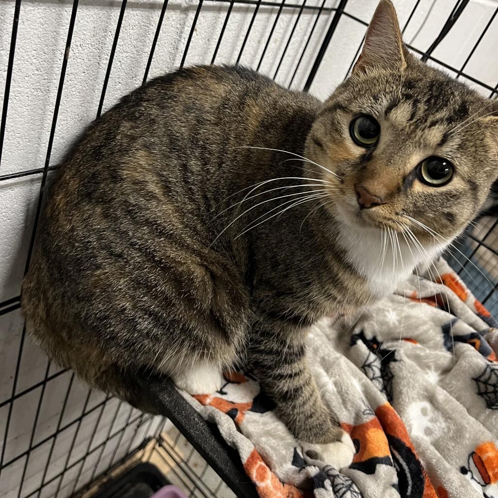 Enlarge Felicity, a Adoptable Domestic Short Hair in Richmond Hill, GA image 2/2