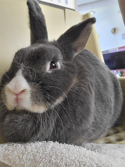THUMPER, Adoptable, Adult Male Bunny Rabbit.