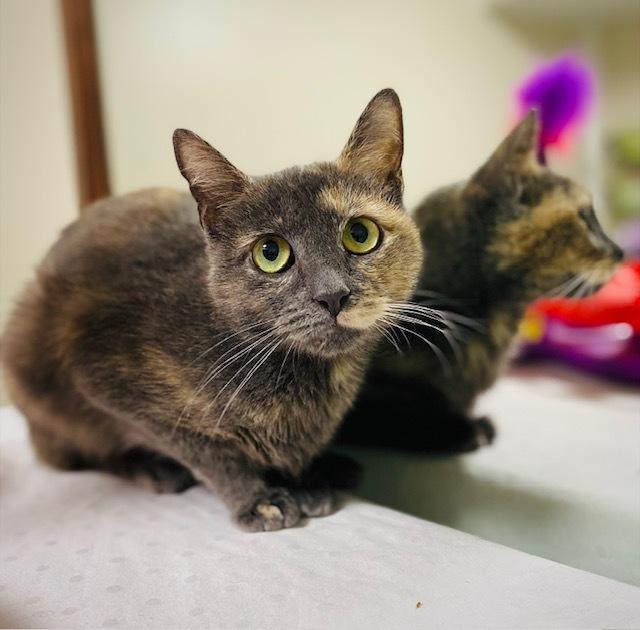 Enlarge Gemma, a Adoptable Domestic Short Hair in Duxbury, MA image 1/1