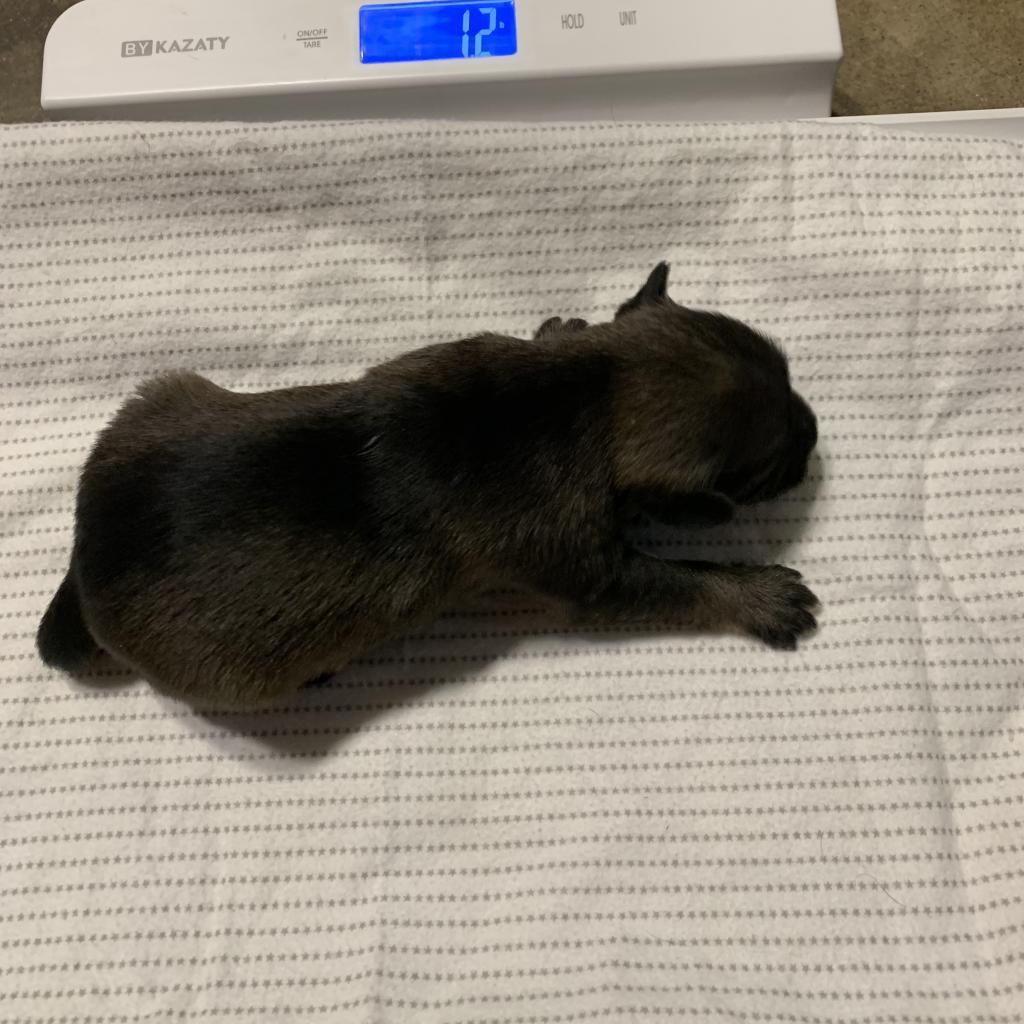 Enlarge Tulip (Olive), a Adoptable mixed breed in Sacramento, CA image 1/6