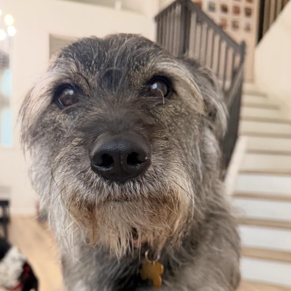 Enlarge Tulip (Olive), a Adoptable mixed breed in Sacramento, CA image 2/6