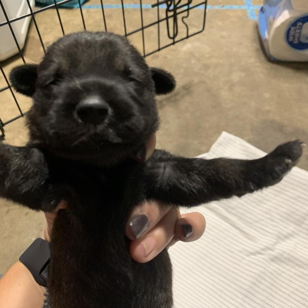 Enlarge Tulip (Olive), a Adoptable mixed breed in Sacramento, CA image 3/6