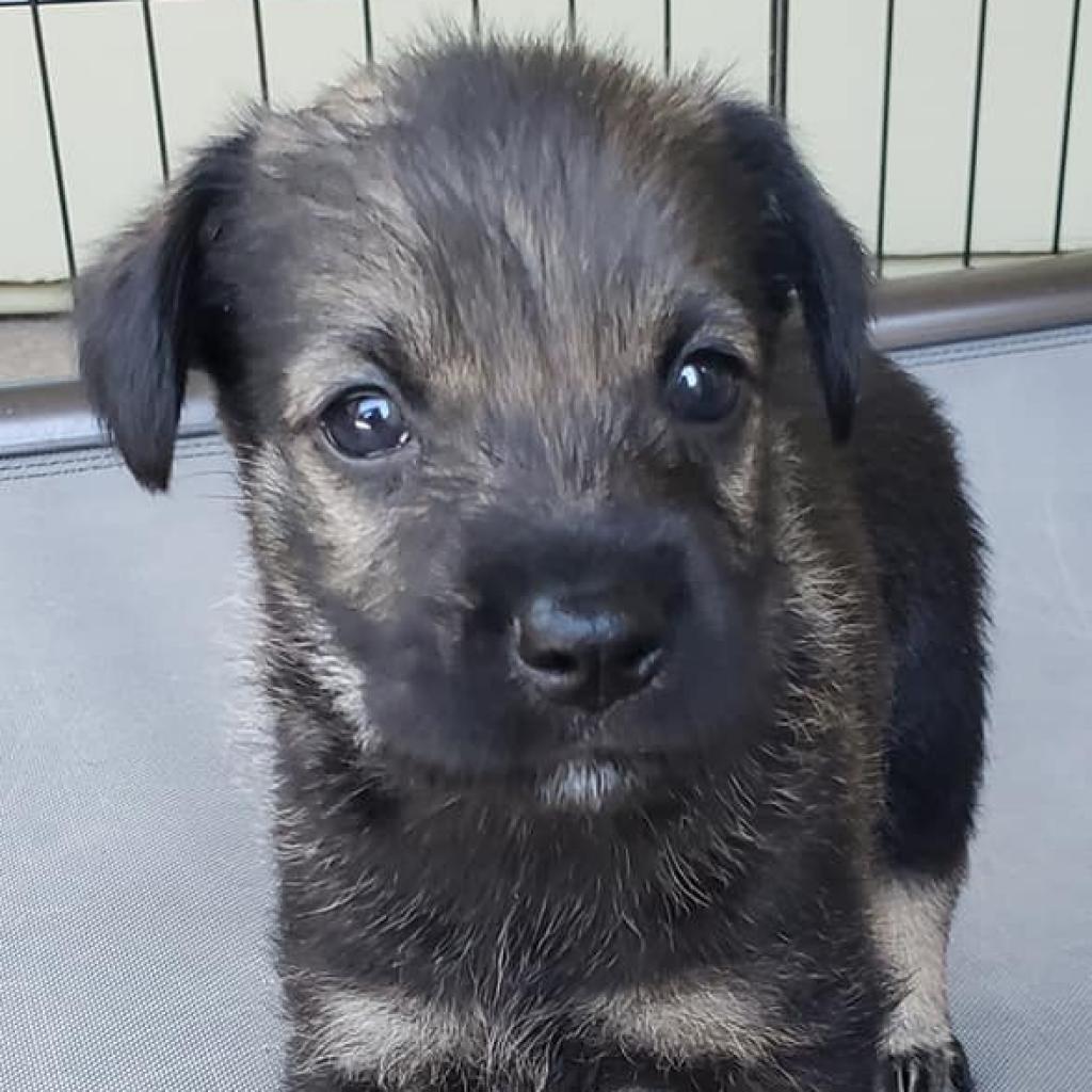 Enlarge Tulip (Olive), a Adoptable mixed breed in Sacramento, CA image 4/6