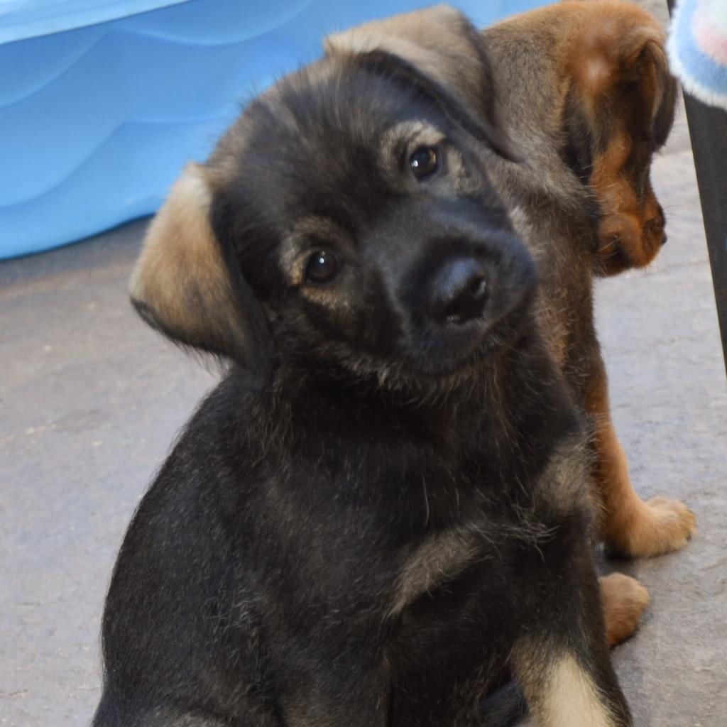 Enlarge Tulip (Olive), a Adoptable mixed breed in Sacramento, CA image 5/6