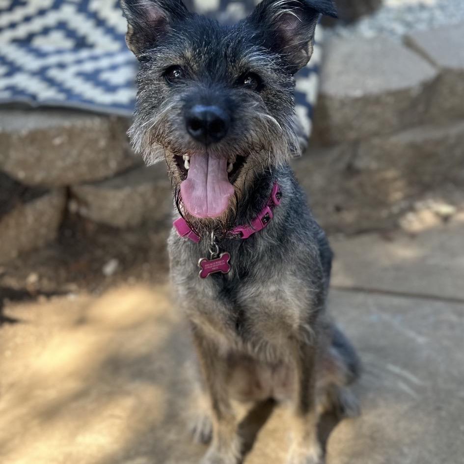 Enlarge Tulip (Olive), a Adoptable mixed breed in Sacramento, CA image 6/6