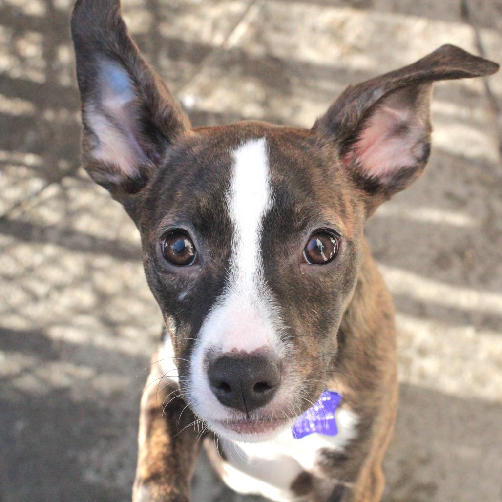 Polly, Adoptable, Puppy Female Mixed Breed.