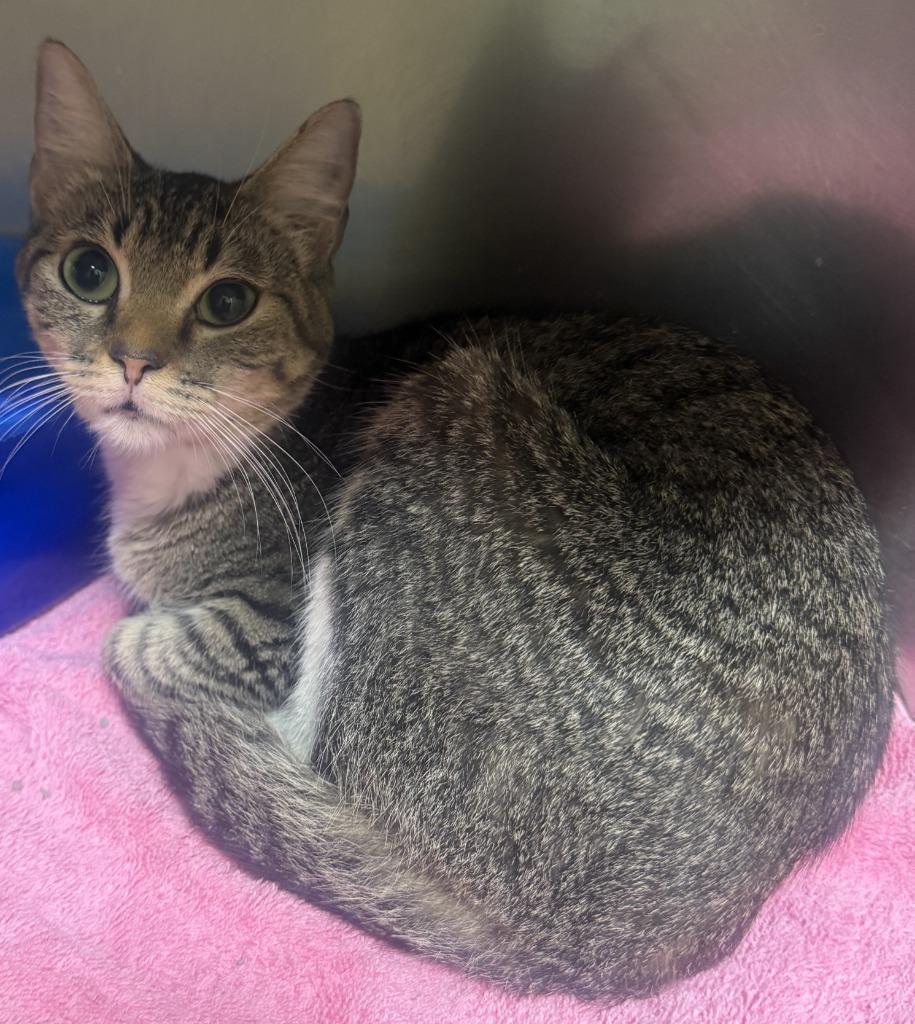 Inquisitive1, Adoptable, Young Female Domestic Short Hair.