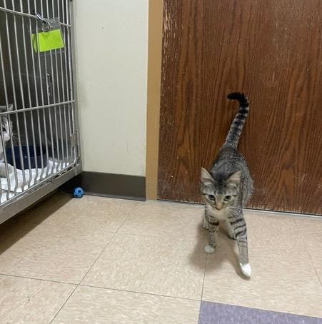 Enlarge Inquisitive1, a Adoptable mixed breed in Little Rock, AR image 3/3