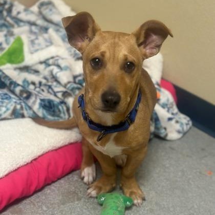 Enlarge Rafael, an adopted mixed breed in Quincy, IL image 1/1