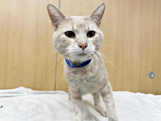 KELLY, Adoptable, Adult Male Domestic Short Hair.