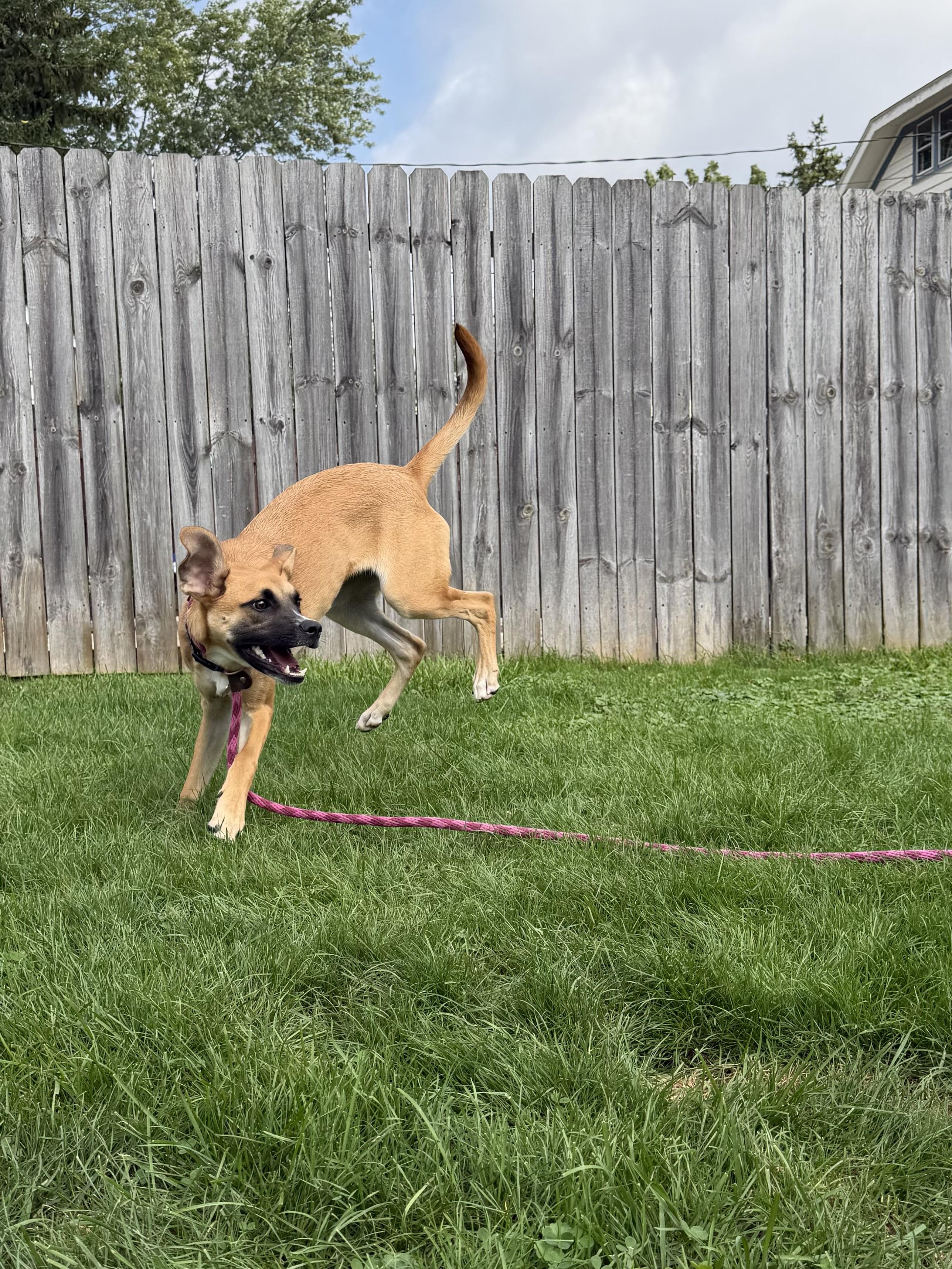 Enlarge Evie, a Adoptable mixed breed in Buffalo, NY image 5/5