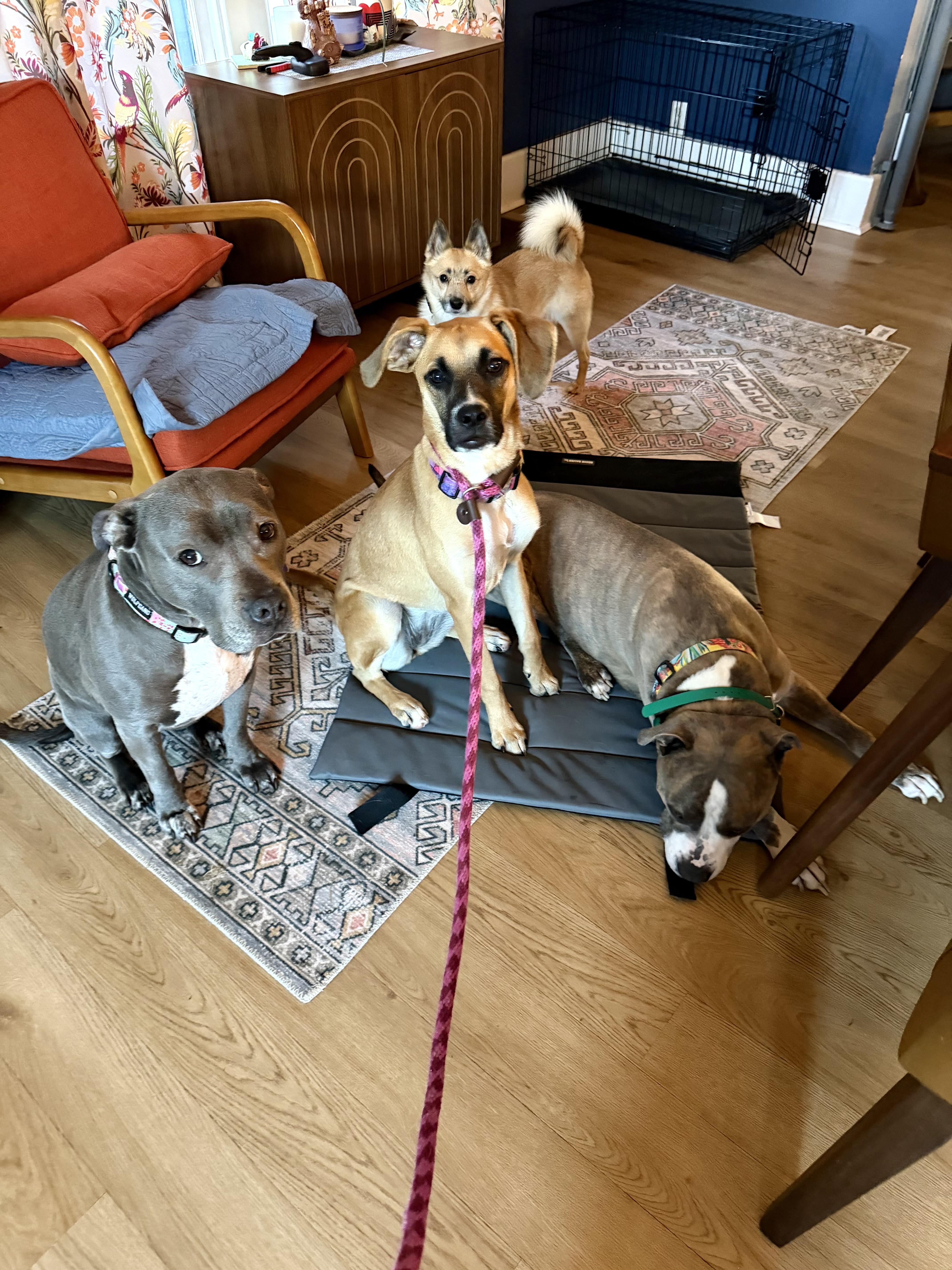 Enlarge Evie, a Adoptable mixed breed in Buffalo, NY image 3/5