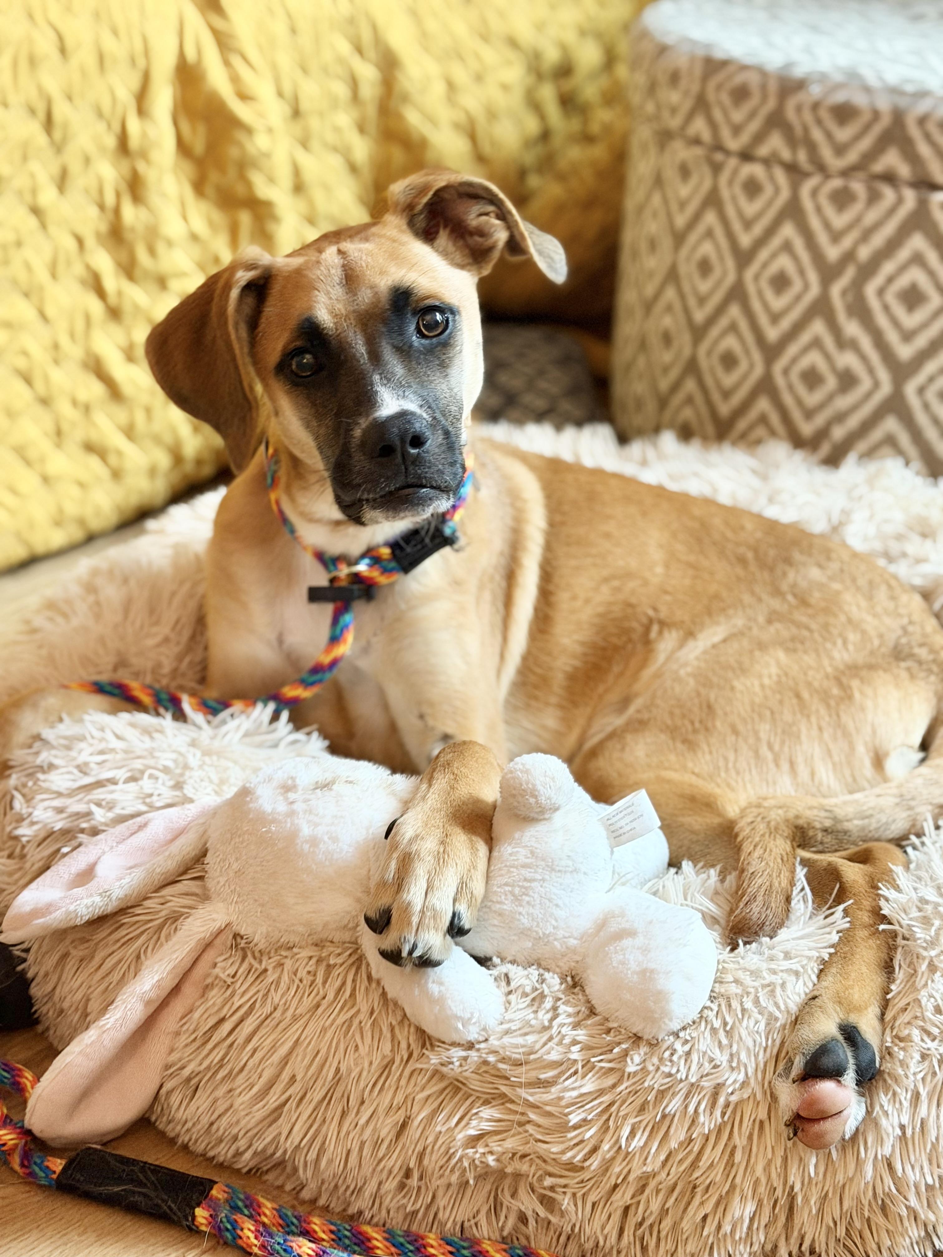 Evie, Adoptable, Puppy Female Mastiff & Boxer.
