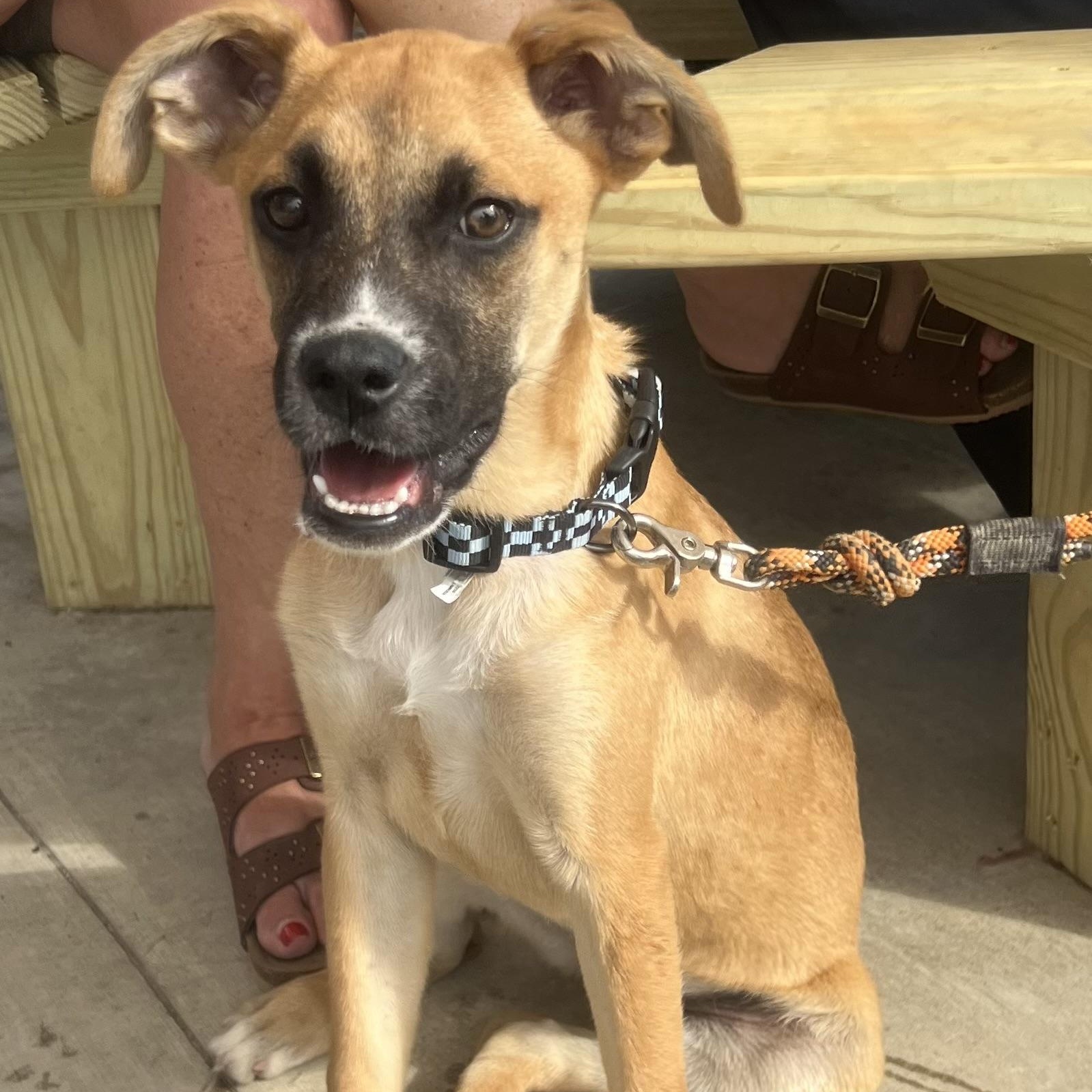 Enlarge Vivi, a ADOPTABLE mixed breed in Dunkirk , NY image 1/5