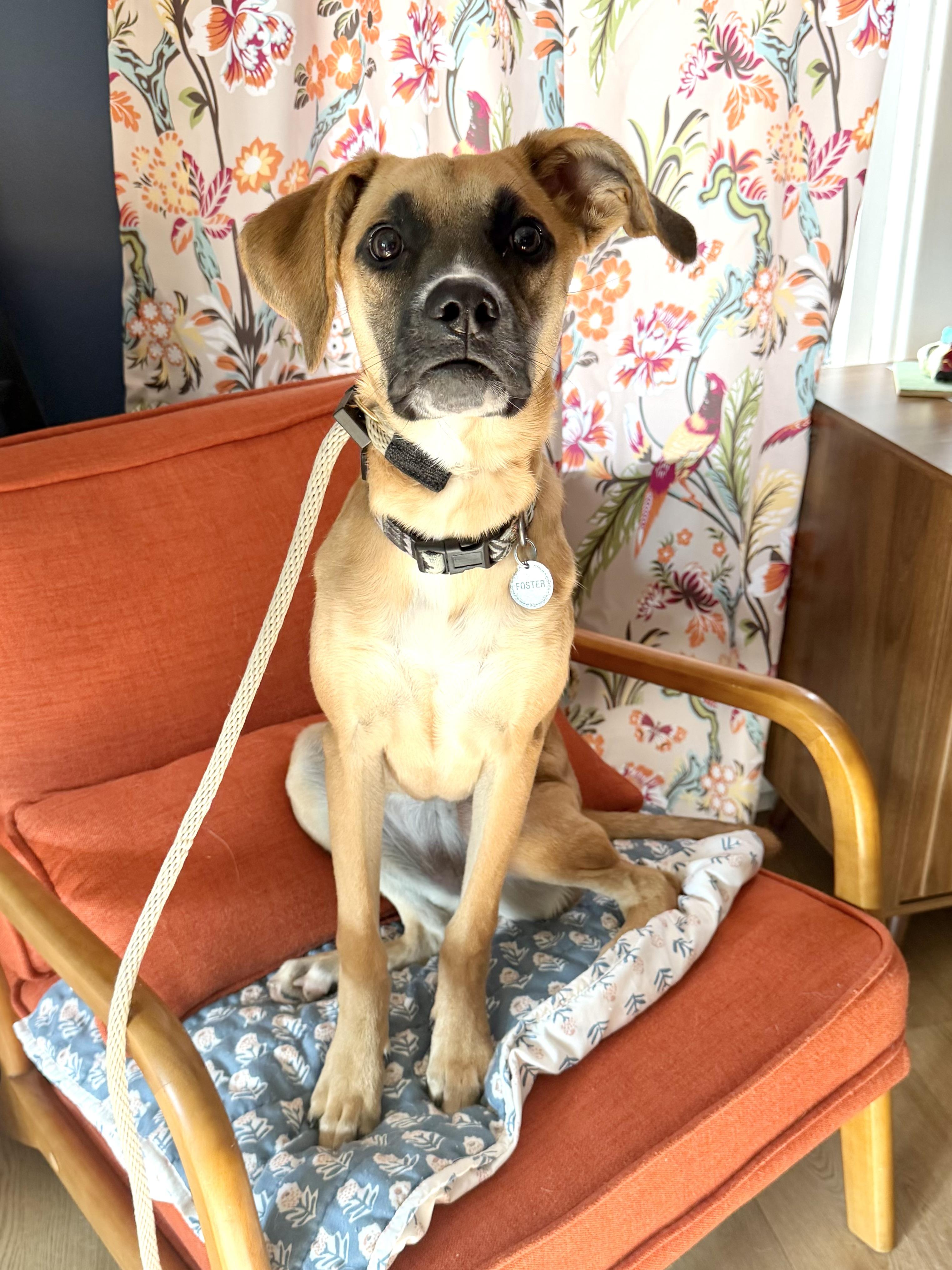 Enlarge Evie, a Adoptable mixed breed in Buffalo, NY image 4/5