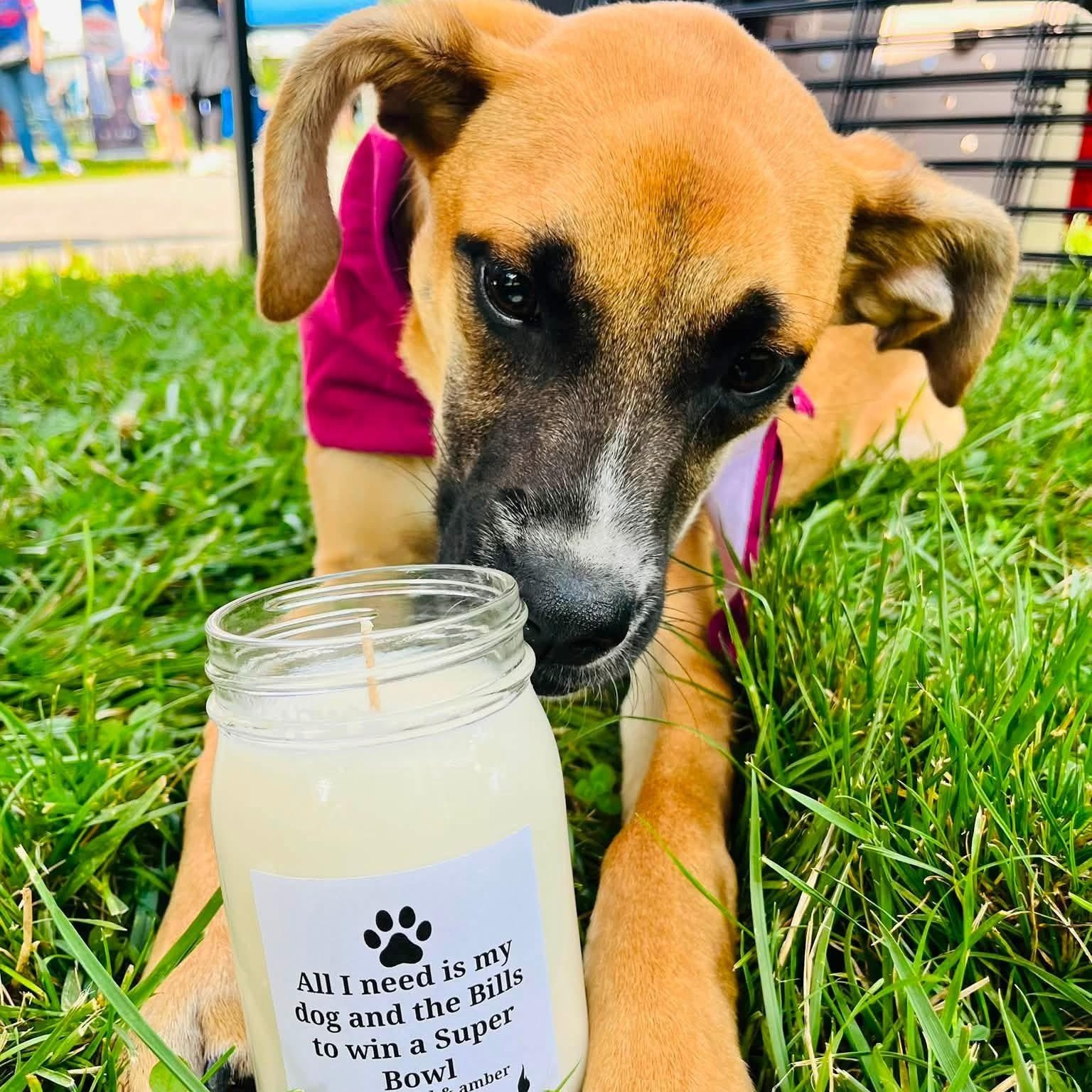 Vivi, a ADOPTABLE mixed breed in Dunkirk , NY image 6/6