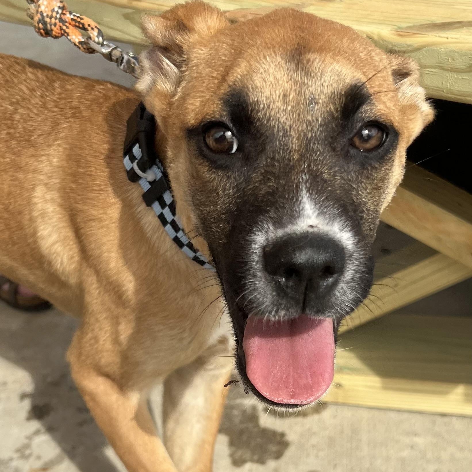 Enlarge Vivi, a ADOPTABLE mixed breed in Dunkirk , NY image 3/5