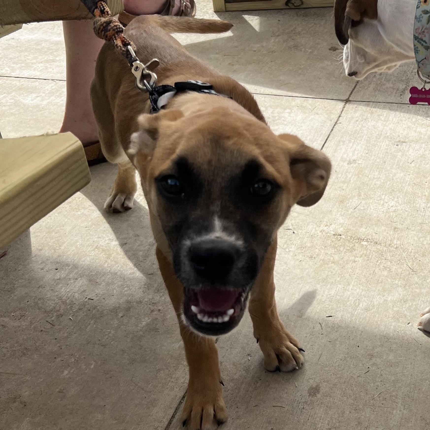 Enlarge Vivi, a ADOPTABLE mixed breed in Dunkirk , NY image 5/5