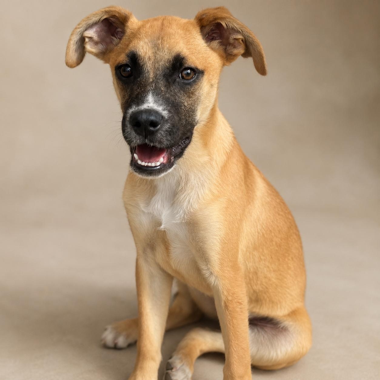 Vivi, ADOPTABLE, Puppy Female Mastiff & Boxer.