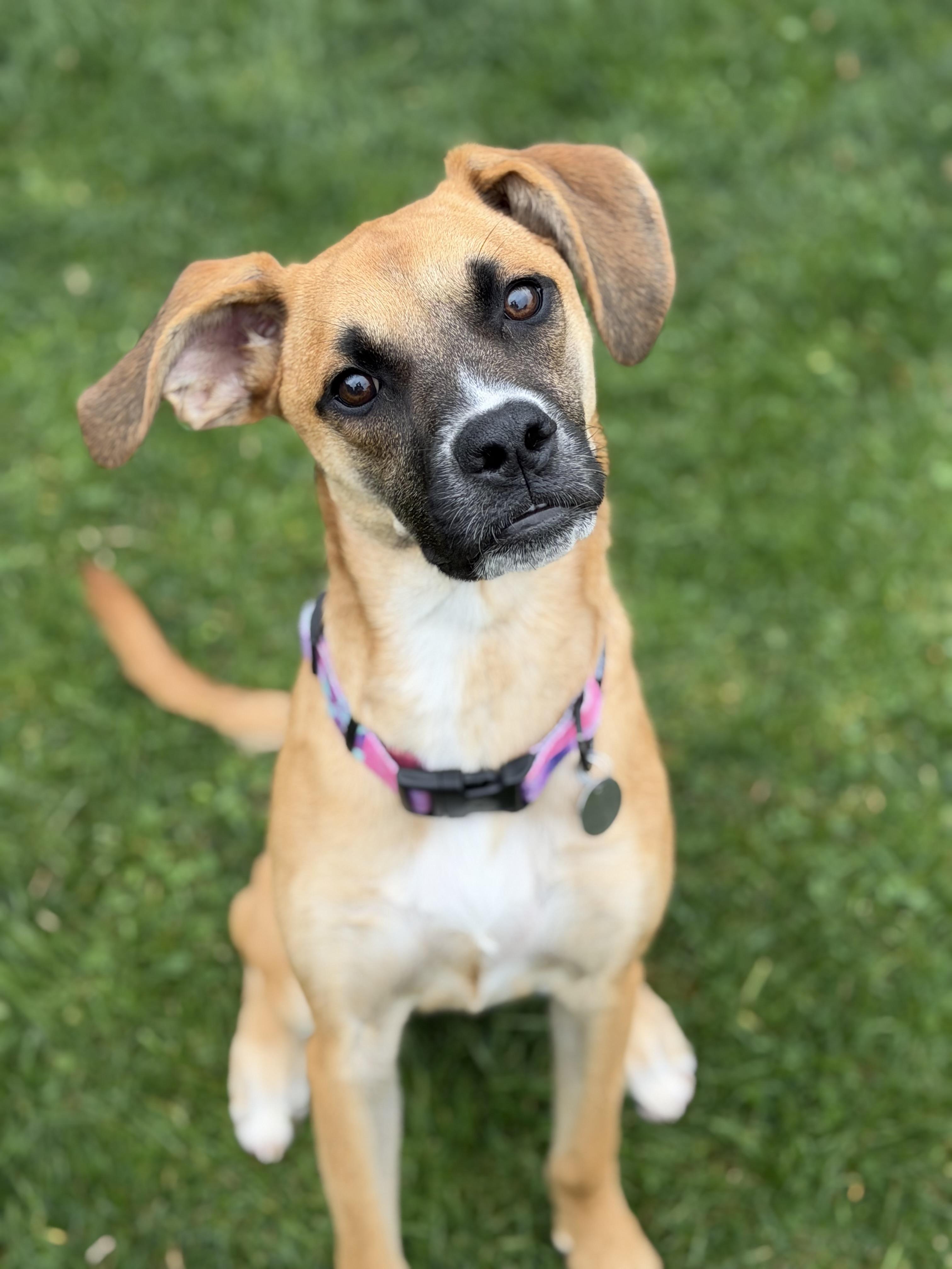 Evie, Adoptable, Puppy Female Mastiff & Boxer.
