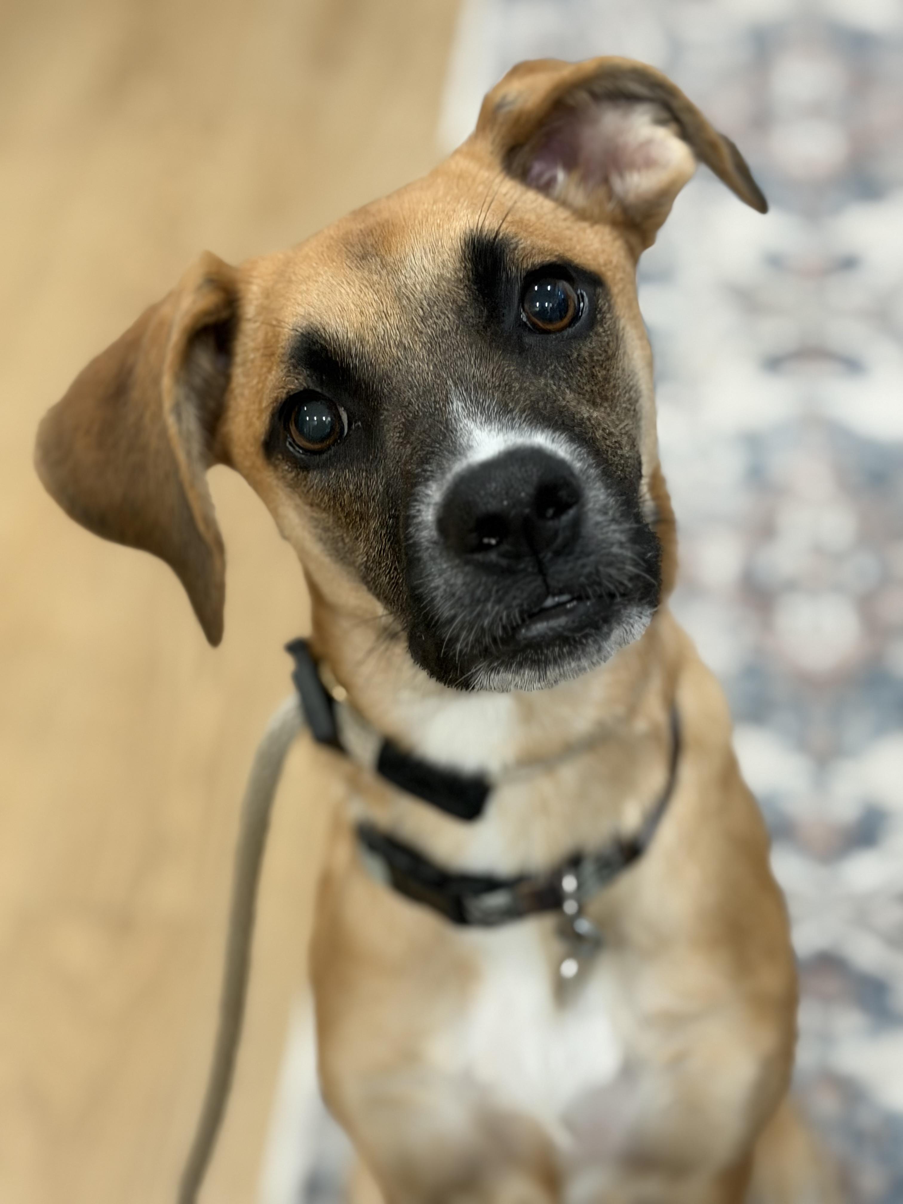 Enlarge Evie, a Adoptable mixed breed in Buffalo, NY image 2/5