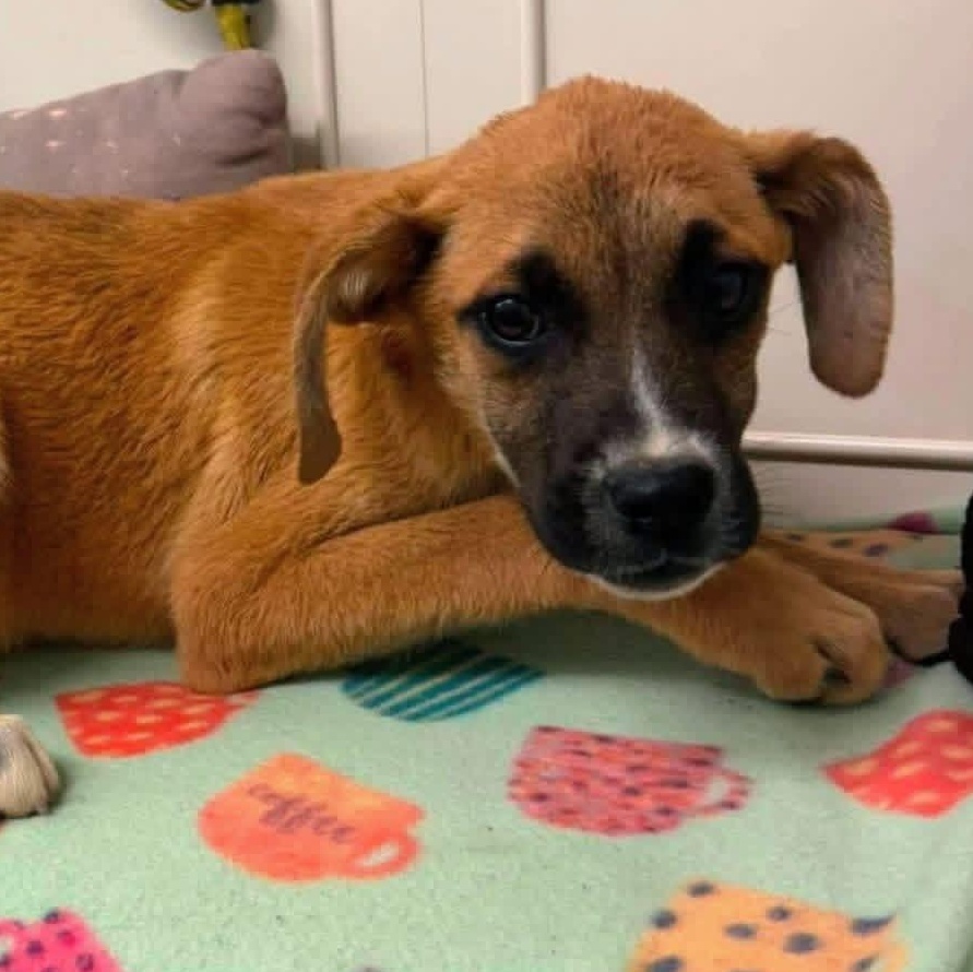 Enlarge Vivi, a ADOPTABLE mixed breed in Dunkirk , NY image 4/5