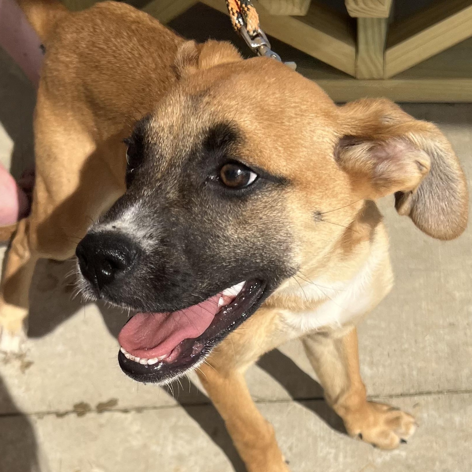 Enlarge Vivi, a ADOPTABLE mixed breed in Dunkirk , NY image 2/5