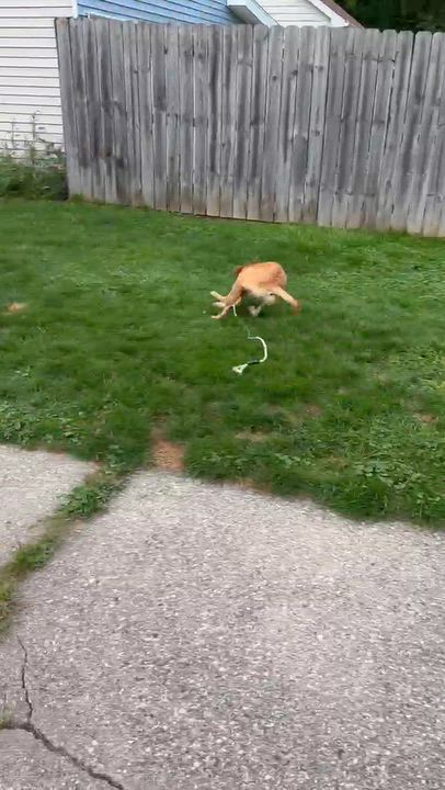 Enlarge Evie, a Adoptable mixed breed in Buffalo, NY video 3/5