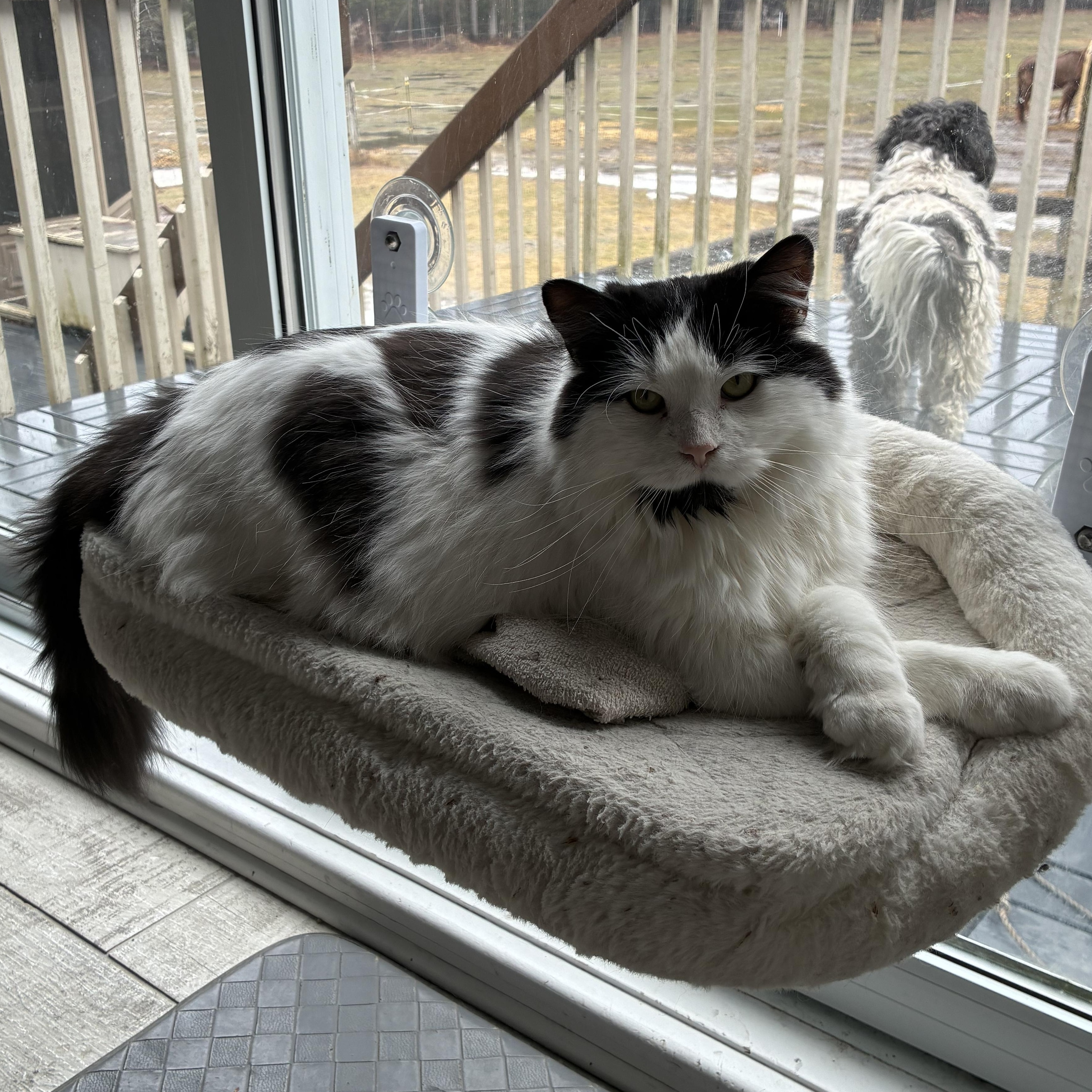 Enlarge Caresses, a Adoptable Domestic Long Hair in Saint-Jacques, QC image 2/6