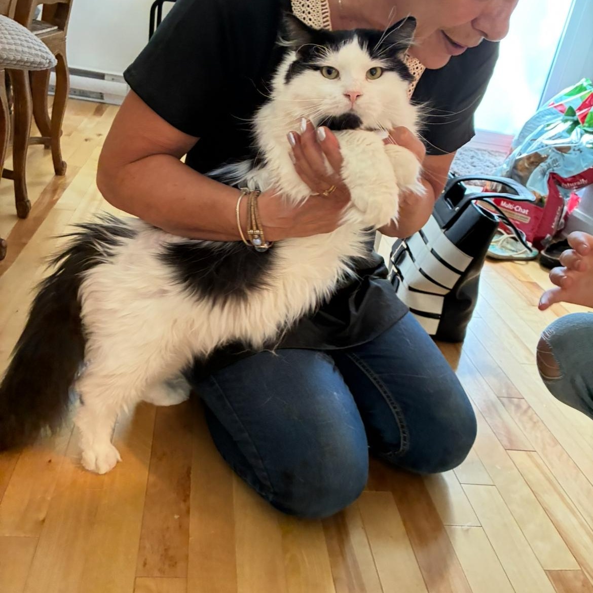 Caresses, a Adoptable Domestic Long Hair in Montreal, QC image 2/6